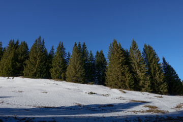 Obraz na płótnie Canvas pinetrees and snow on blue sky while hiking in the winter