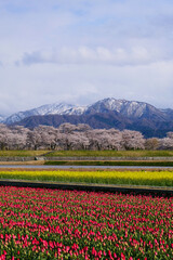 北陸の名所、舟川べり春の四重奏。朝日、富山、日本。４月中旬。