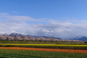 北陸の名所、舟川べり春の四重奏。朝日、富山、日本。４月中旬。