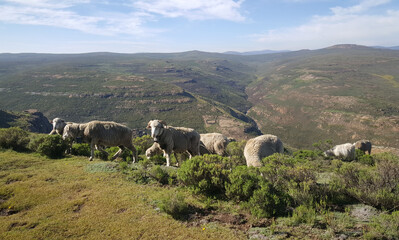 Fototapeta na wymiar Sheeps in the mountains around Thaba-Tseka