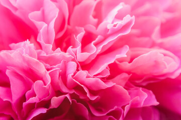 Fototapeta premium close up of pink rose petals