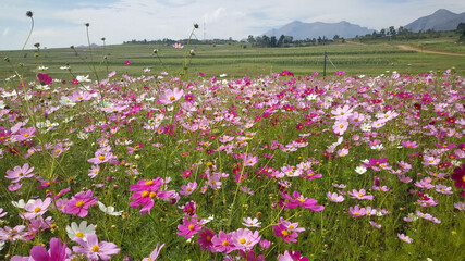 Field of pink and purple flowers