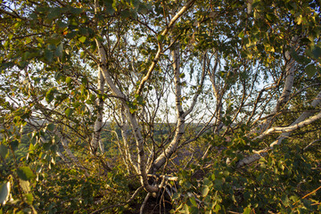 White birch trunk with a lush crown