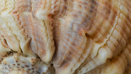 Detailed texture of a  marine seashell. Close up picture of a shell