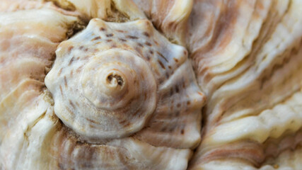 Amazing texture of a seashell. Detailed macro picture of a marine seashell.