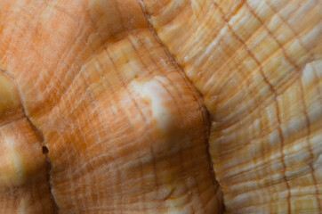Seashell detailed texture, macro picture. Abstraction.