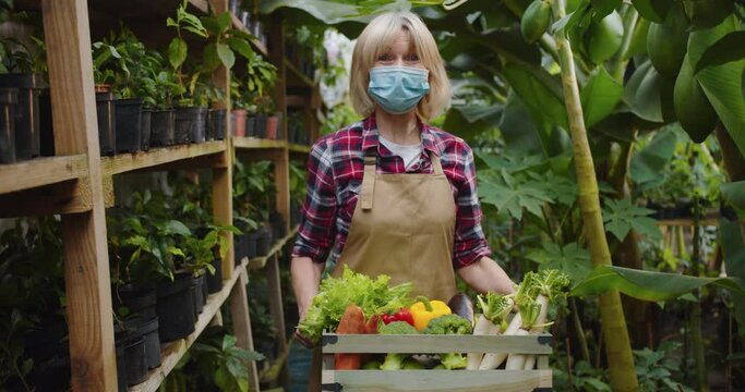 Middle shot of charming mature woman in medical mask standing in greenhouse, holding wooden box full of vegetables, looking at camera. Portrait of charming old female biologist in hothouse.