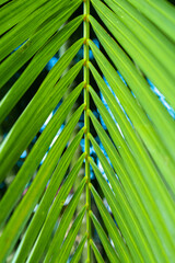 Palm tree branch in the tropics under the open sky