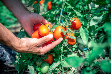 A farmer inspects a crop of tomatoes in a greenhouse on an organic farm