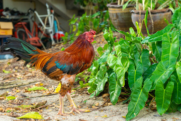 The rooster walks around the farm in the jungle