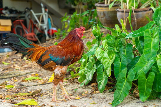 The rooster walks around the farm in the jungle