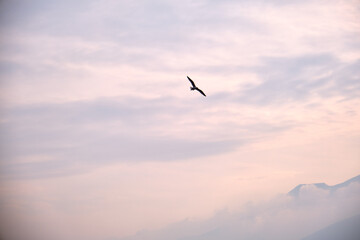 Naklejka premium Birds on the sky. Overcast and very cloudy weather during sunshine in Bursa Sky.