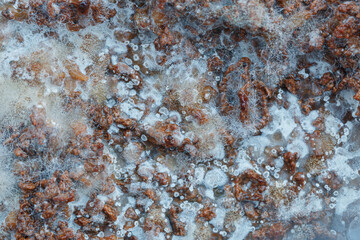 Close up,Growth of Bacteria and microorganisms from termite nest