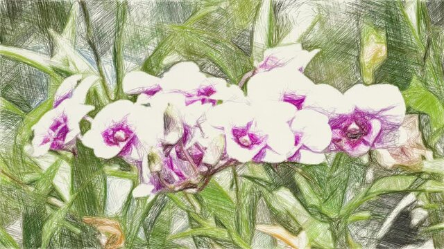 art drawing color of orchid flower