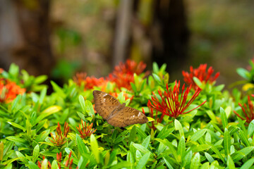Bright juicy picture. A tropical butterfly collects nectar from flowers in the garden. Fascinatingly slow wing flap