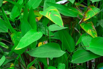 Raindrops on a green plumeria leaf in the garden after the rain