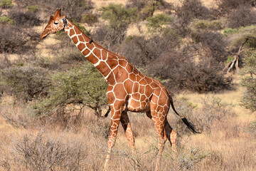 Reticulated giraffe in Samburu National Reserve, Kenya