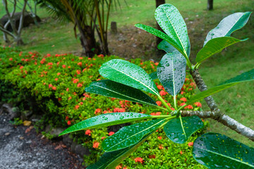 Fototapeta premium Raindrops on a green plumeria leaf in the garden after the rain