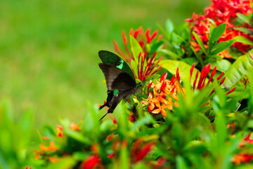 Incredibly beautiful day tropical butterfly Papilio maackii pollinates flowers. Black-green butterfly drinks nectar from flowers. Colors and beauty of nature