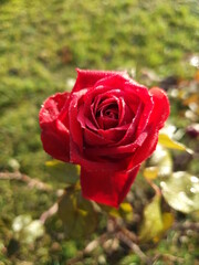 red rose in garden - Oborniki 