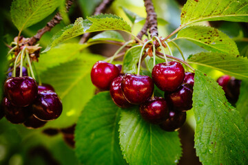 Fresh Cherries on a Tree in Australia