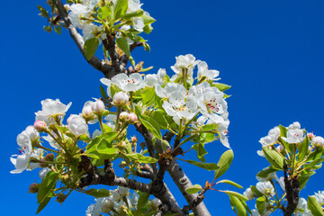 Flowering branch of pear against the blue sky close up. Soft bokeh. Selective focus.