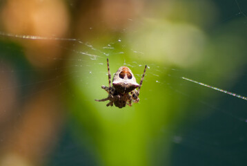 Camouflage d'araignée