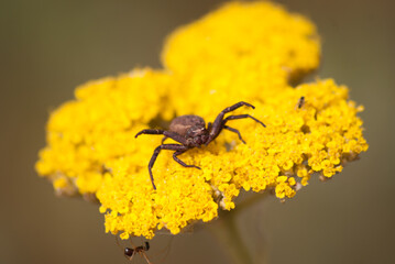petite araignée en position de défense sur une fleur jaune