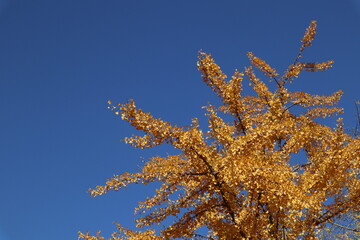Fototapeta na wymiar Blue sky and ginkgo trees in autumn