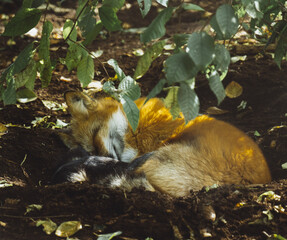 sleeping fox