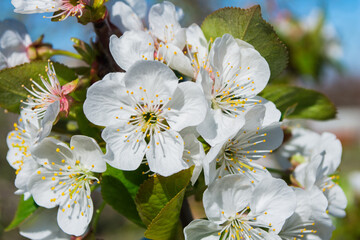 The Cherry Blossoms-Sakura. Soft selective focus.