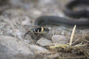 snake
