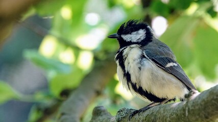 great tit sitting on an apple tree branch