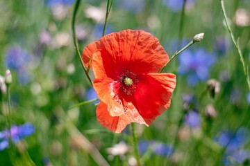 big red flower of common poppy in blurred green grass background, magnificent inflorescence, sad symbol of dead soldiers in direct sunlight, medicinal herb header