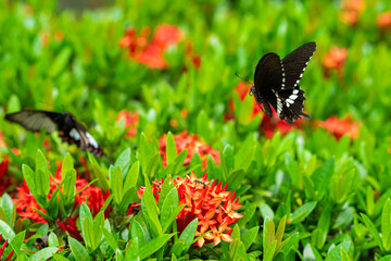 Incredibly beautiful day tropical butterfly Papilio maackii pollinates flowers. Black-white butterfly drinks nectar from flowers. Colors and beauty of nature