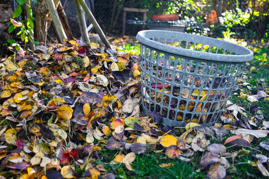 A pile of leaves beside a leaf basket in a garden during autumn.