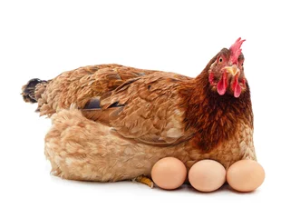 Deurstickers Chicken with eggs. © voren1