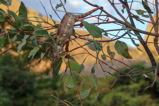 camelion