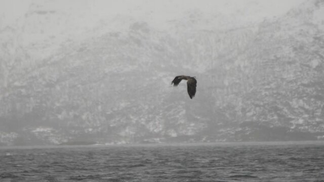 Mighty eagle landing to hunt fish at Lofoten glacier in Norway