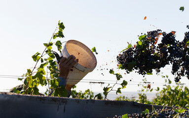 Peasants are picking grapes. Harvest home. Wine-making. Technology of wine production. The folk tradition of making wine.