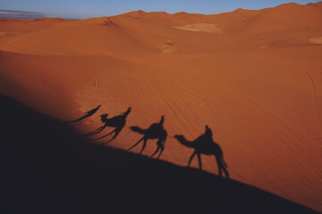 Fototapeta na wymiar Camel rifing in the highest dunes of Erg Chebbi, Sahara desert, Morocco