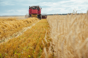 Combine harvester harvests ripe wheat. Concept of a rich harvest. Agriculture image
