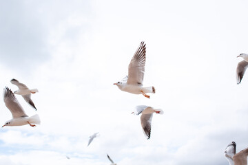 Seagulls fly in the sky