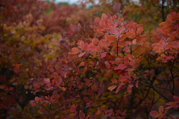 Autumnal Park. Autumn Trees And Leaves. Fall. Autumn vibes