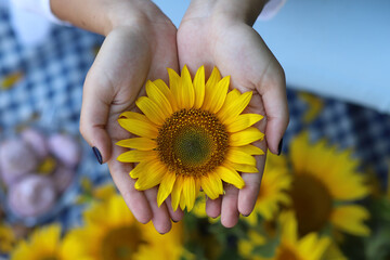 sunflower in the hand