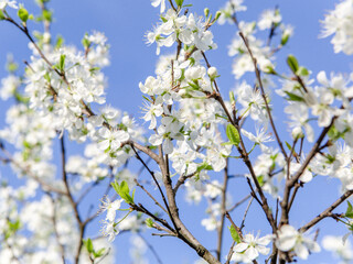Flowers on an Apple tree branch in spring