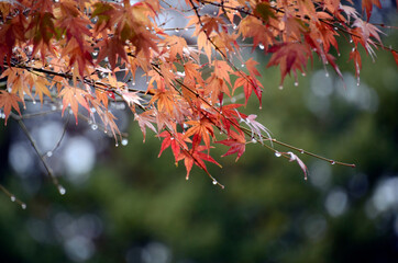 雨のモミジ