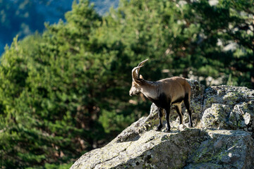 Fototapeta premium Iberian ibex, Spanish ibex, Spanish wild goat, or Iberian wild goat (Capra pyrenaica)