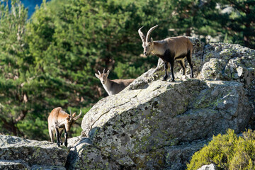 Iberian ibex, Spanish ibex, Spanish wild goat, or Iberian wild goat (Capra pyrenaica)