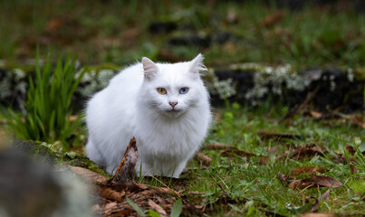Fototapeta premium White cat with two different eyes.